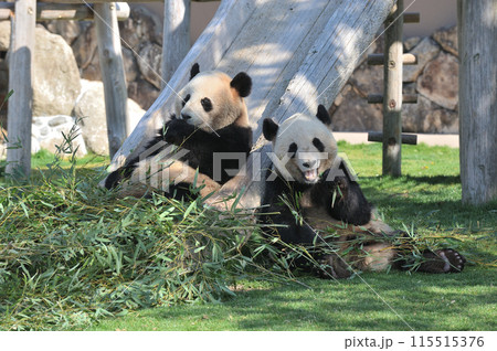 おいしそうに竹を食べる梅浜・永浜 115515376