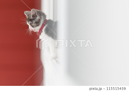 窓から顔を出す子猫 115515439