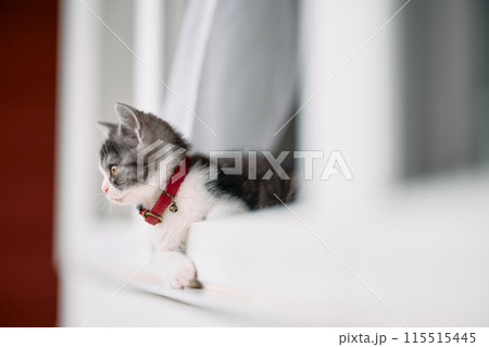 窓から顔を出す子猫 115515445