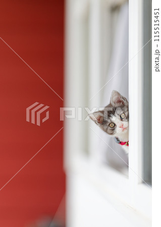 窓から顔を出す子猫 115515451
