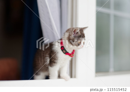 窓から顔を出す子猫 115515452