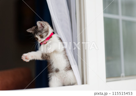 窓から顔を出す子猫 115515453