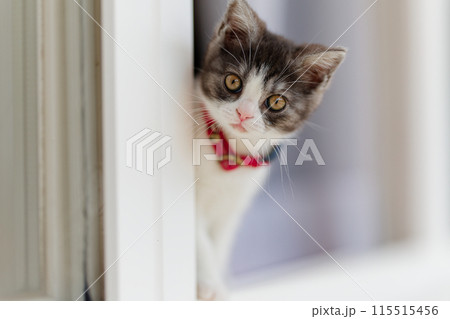 窓から顔を出す子猫 115515456
