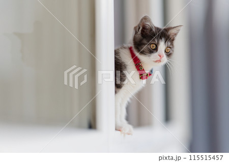 窓から顔を出す子猫 窓から顔を出す子猫 115515457