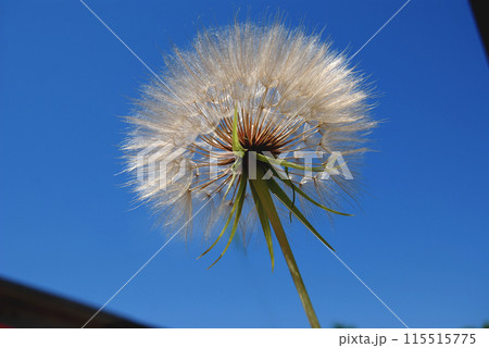 K*s様 セントポーリア F Dandelion Syrup, F タンポポシロ セントポーリア F Dandelion Syrup, F タンポポシロップ