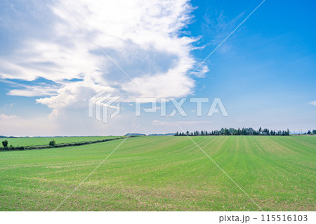 草原と青い空 115516103