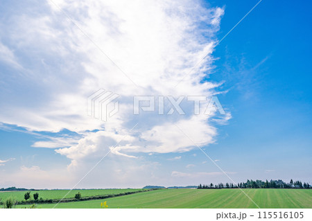 草原と青い空 115516105