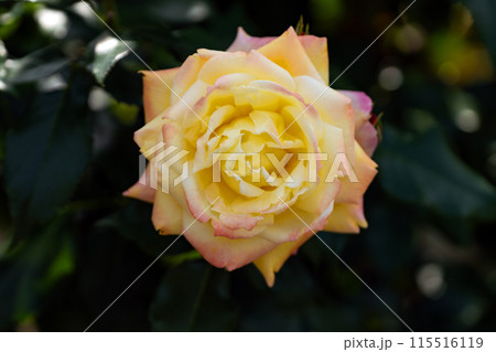 初夏のバラ園、華やかなトロピカルシャーベット 初夏のバラ園、華やかなトロピカルシャーベット 115516119