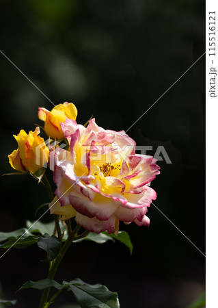 初夏のバラ園、華やかなトロピカルシャーベット 115516121