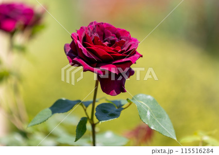 中之条ガーデンズ　ローズガーデンエリアのバラ 115516284