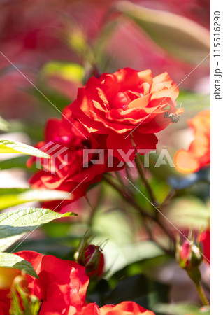 中之条ガーデンズ　ローズガーデンエリアのバラ 115516290