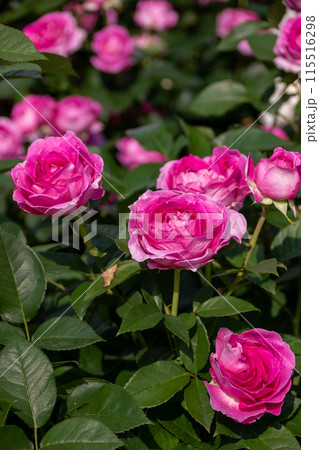 中之条ガーデンズ ローズガーデンエリアのバラ 中之条ガーデンズ ローズガーデンエリアのバラ 115516298