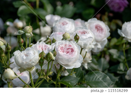 中之条ガーデンズ　ローズガーデンエリアのバラ 115516299