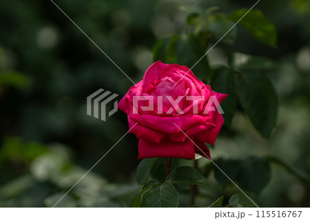 初夏のバラ園、マリアカラス 115516767