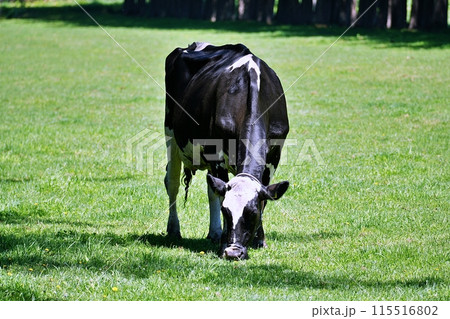 北海道の牧場 115516802