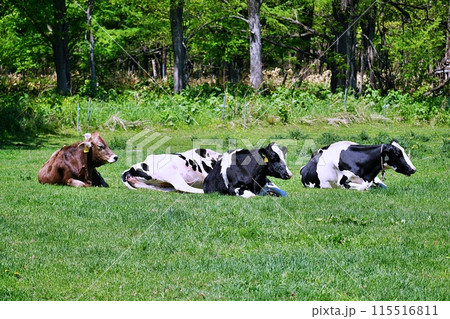 北海道の牧場 北海道の牧場 115516811