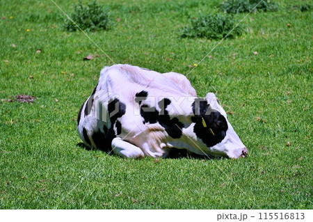 北海道の牧場 115516813