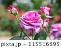 薔薇園にピンク色のバラの花が咲いています 115516895