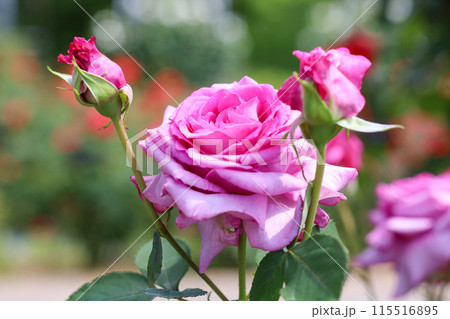 薔薇園にピンク色のバラの花が咲いています 薔薇園にピンク色のバラの花が咲いています 115516895