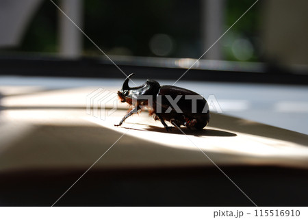 Beautiful rhinoceros beetle.A red-brown beetle with a massive body, it belongs to the Coleoptera species. Very loud when flying. Beautiful rhinoceros beetle.A red-brown beetle with a massive body, it belongs to the Coleoptera species. Very loud when flying. 115516910