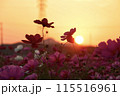 夕日に染まるコスモス畑 115516961
