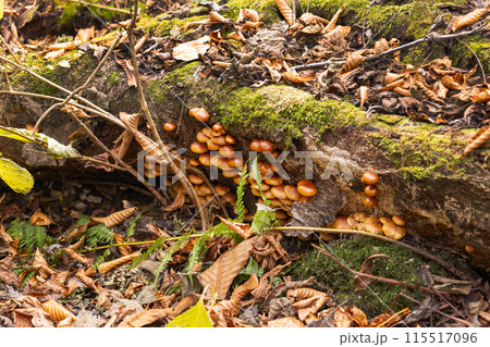 秋の森に生えるキノコ　天然ナメコ 115517096