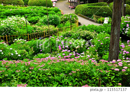 京都府宇治市 三室戸寺のアジサイ 115517137