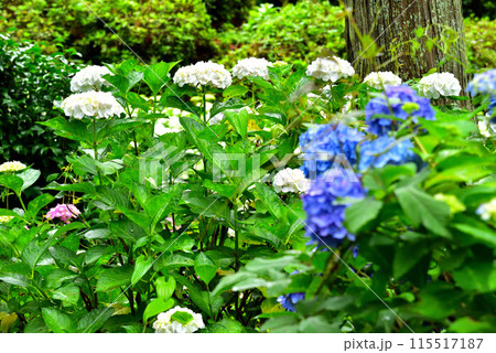 京都府宇治市 三室戸寺のアジサイ 115517187