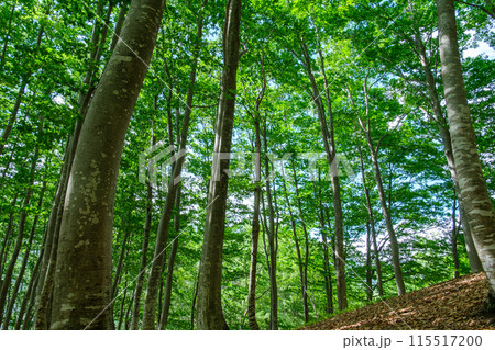 ブナ林の木漏れ日 115517200