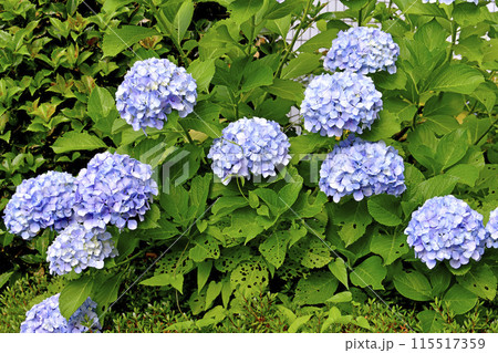 日本の横浜都市景観 穴が無数に空いているアジサイの葉っぱ…＝6月13日、横浜市内 115517359
