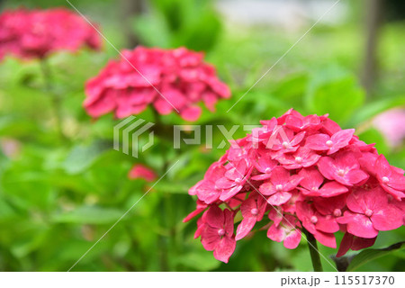 京都府宇治市 三室戸寺のアジサイ 京都府宇治市 三室戸寺のアジサイ 115517370