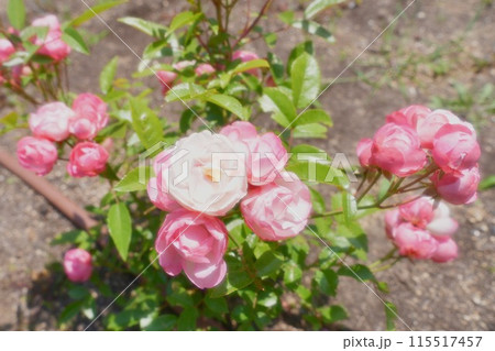 薔薇 115517457