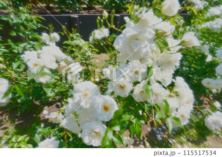 薔薇 115517534