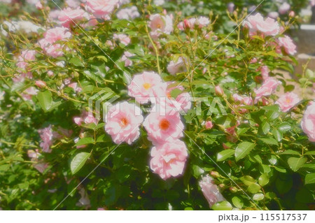 薔薇 115517537