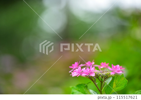 京都府宇治市 三室戸寺のアジサイ 京都府宇治市 三室戸寺のアジサイ 115517621