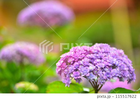 京都府宇治市 三室戸寺のアジサイ 115517622