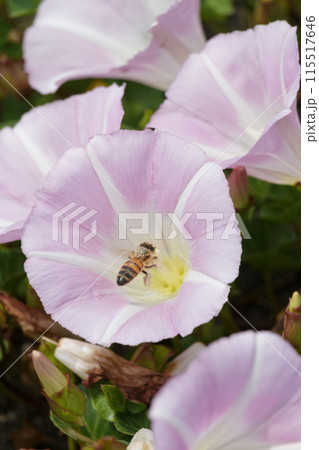 Bee insect pollinating a pink morning glory flower Bee insect pollinating a pink morning glory flower 115517646