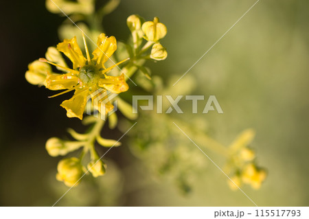 yellow rue flowers in bloom yellow rue flowers in bloom 115517793