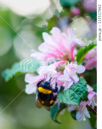 bee pollinating pink garden flower in summer bee pollinating pink garden flower in summer 115517862
