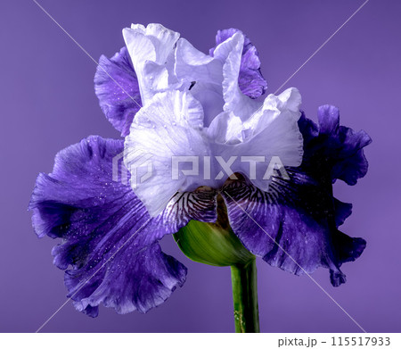 Blooming blue iris Mariposa Skies on a purple background 115517933