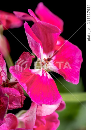Blooming red Pelargonium Toscana Hero on a black background 115517934