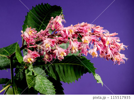 Blooming red horse-chestnut flowers on a purple background 115517935