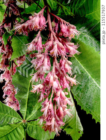 Blooming red horse-chestnut flowers on a black background Blooming red horse-chestnut flowers on a black background 115517937