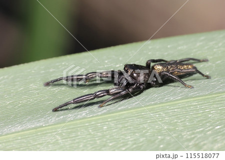 生き物　蜘蛛　オスクロハエトリ、オスです。黒い体は光の当たり具合で金色に輝きます 115518077