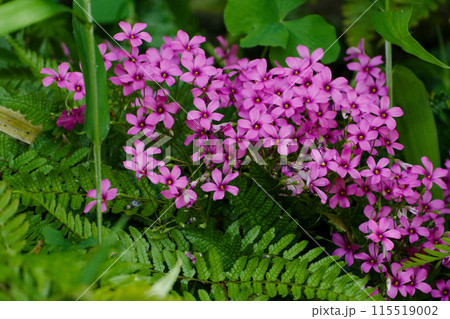 カタバミ科イモカタバミの花 115519002