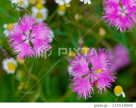 ナデシコ科カワラナデシコの開花 115519004