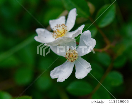 バラ科ノイバラの開花 バラ科ノイバラの開花 115519006