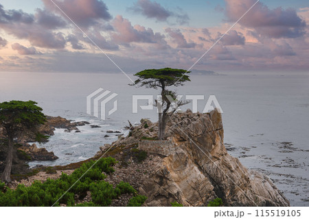 Serene coastal scene along 17 Mile Drive, California. Iconic cypress tree on rocky outcrop. Pastel sky, calm ocean, greenery. Natural beauty and tranquility. Serene coastal scene along 17 Mile Drive, California. Iconic cypress tree on rocky outcrop. Pastel sky, calm ocean, greenery. Natural beauty and tranquility. 115519105