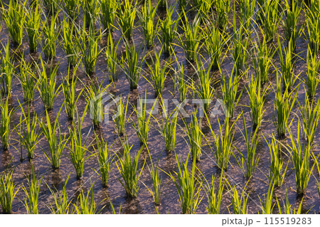 水田に育つ稲穂の苗 115519283