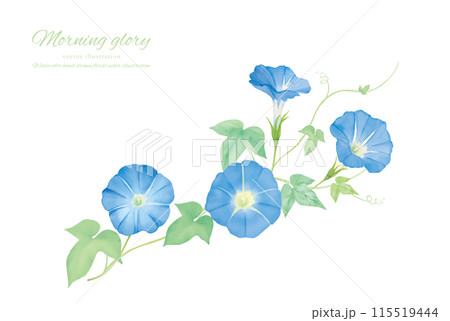 水彩タッチの青い朝顔のカットイラスト 115519444